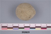 藏品(棘燈形海膽)的圖片